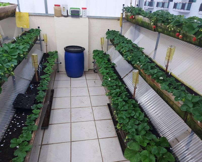 SIMPLE GREENHOUSE IN TAINAN CITY, TAIWAN