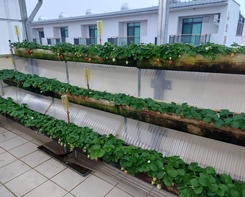 SIMPLE GREENHOUSE IN TAINAN CITY, TAIWAN